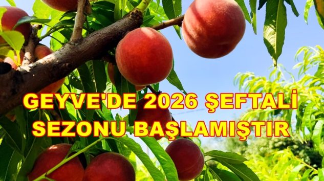 Sakarya Geyve İlçesinde 2026 Şeftali Sezonu Başlamıştır