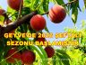 Sakarya Geyve İlçesinde 2026 Şeftali Sezonu Başlamıştır