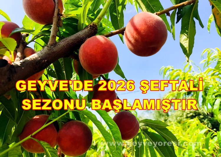 Sakarya Geyve İlçesinde 2026 Şeftali Sezonu Başlamıştır