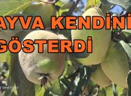 Geyve Ovasında Ayva Meyvesi 2026 Yılında Kendini Gösterdi.
