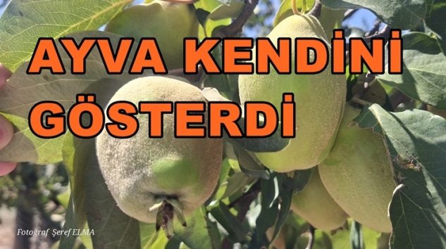 Geyve Ovasında Ayva Meyvesi 2026 Yılında Kendini Gösterdi.