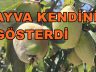 Geyve Ovasında Ayva Meyvesi 2026 Yılında Kendini Gösterdi.