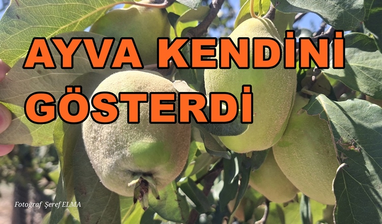 Geyve Ovasında Ayva Meyvesi 2026 Yılında Kendini Gösterdi.