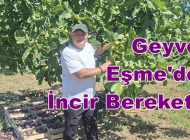 Geyve Eşme’de İncir Bereketi: Soner Karakaya Hem İkram Ediyor Hem Satıyor