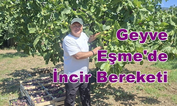 Geyve Eşme’de İncir Bereketi: Soner Karakaya Hem İkram Ediyor Hem Satıyor