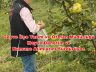 Geyve İlçe Tarım ve Orman Müdürlüğü Meyve Denetim