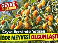 Geyve İlçesinde İğde Meyvesi Olgunlaştı: Dalında Sonbahar Bereketi