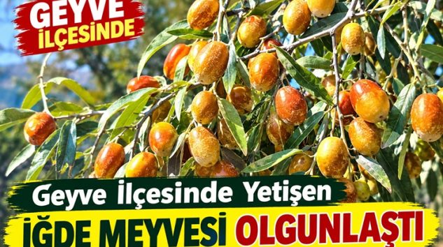 Geyve İlçesinde İğde Meyvesi Olgunlaştı: Dalında Sonbahar Bereketi