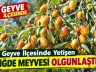 Geyve İlçesinde İğde Meyvesi Olgunlaştı: Dalında Sonbahar Bereketi