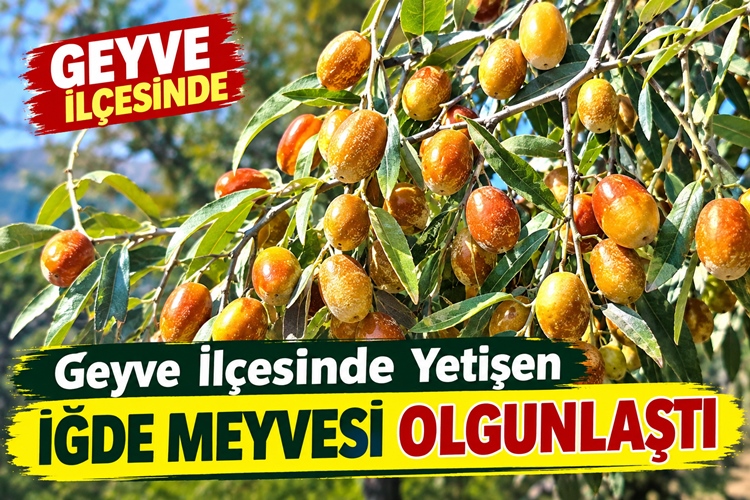 Geyve İlçesinde İğde Meyvesi Olgunlaştı: Dalında Sonbahar Bereketi