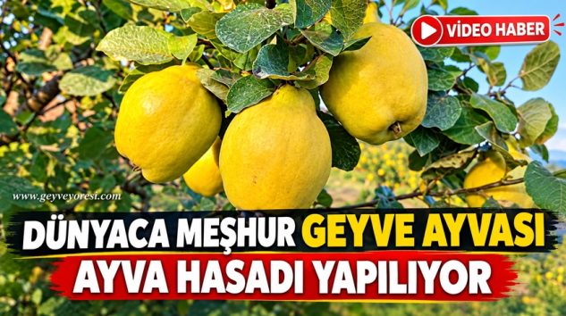 Sakarya’nın Geyve ilçesinde dünyaca meşhur Geyve ayvasının hasadı tüm hızıyla sürüyor.