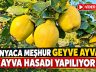 Sakarya’nın Geyve ilçesinde dünyaca meşhur Geyve ayvasının hasadı tüm hızıyla sürüyor.