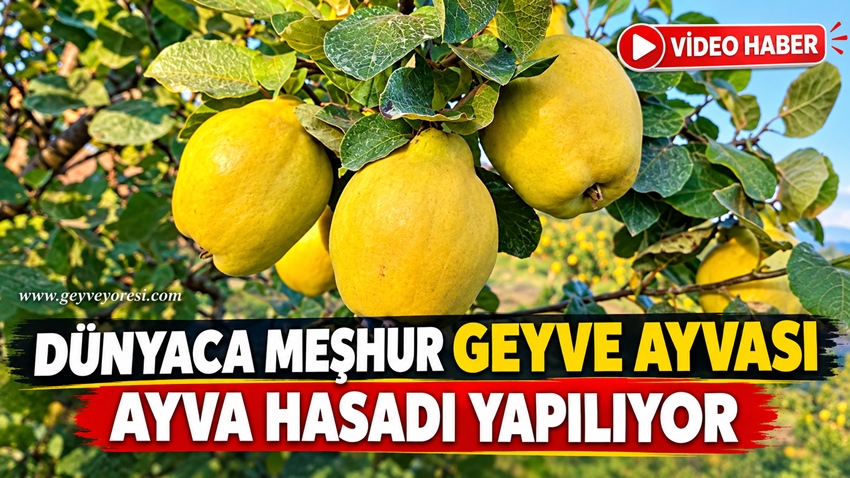Sakarya’nın Geyve ilçesinde dünyaca meşhur Geyve ayvasının hasadı tüm hızıyla sürüyor.