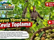 Geyve Yöresi Ceviz Toplama Hasan Uçar Eşme Köyü Ceviz Geyve Yöresi