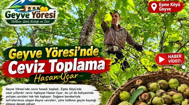Geyve Yöresi Ceviz Toplama Hasan Uçar Eşme Köyü Ceviz Geyve Yöresi
