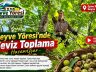 Geyve Yöresi Ceviz Toplama Hasan Uçar Eşme Köyü Ceviz Geyve Yöresi