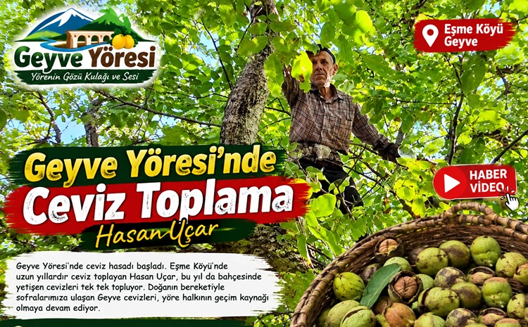 Geyve Yöresi Ceviz Toplama Hasan Uçar Eşme Köyü Ceviz Geyve Yöresi