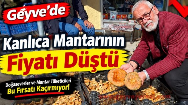 Geyve’de Kanlıca Mantarı Bollaştı, Fiyatlar Geriledi.