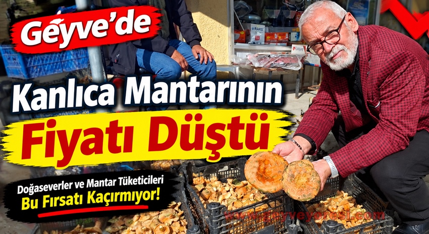 Geyve’de Kanlıca Mantarı Bollaştı, Fiyatlar Geriledi.